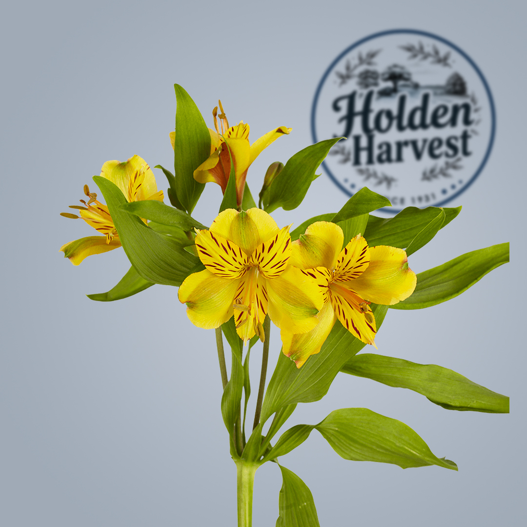 alstroemeria  -yellow